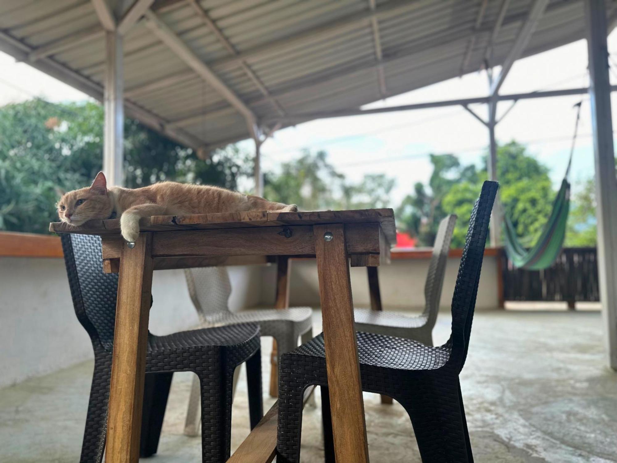 Casa Colibri Palomino Hotel Ngoại thất bức ảnh